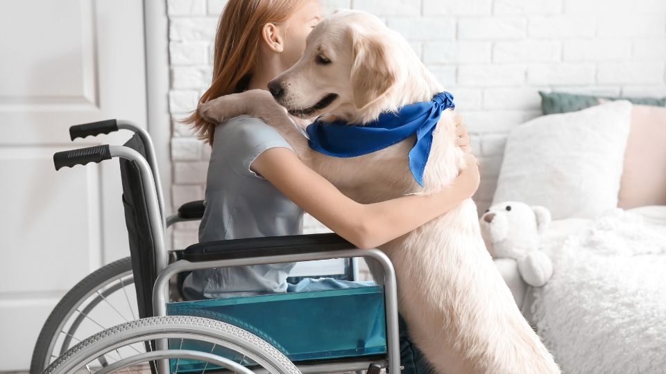 xrdDAFSInRjt_Q416j537470153668182214t24011817 | Specialized Memphis Young girl in a wheelchair hugging a golden retriever wearing a blue bandana